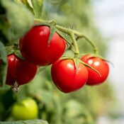 West Coast Seeds Early Season Tomat